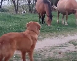 (Video) Ecstatic Dog Sees Horses. Just How Badly He Wants to be Friends? ROFL!