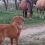 (Video) Ecstatic Dog Sees Horses. Just How Badly He Wants to be Friends? ROFL!