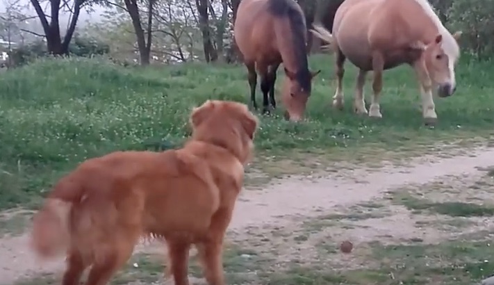 horses and dog