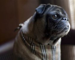 One-Eyed Pug Discovers ‘Furever’ Hotel Home and it’s SO Heartwarming