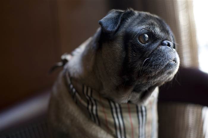 hotel pug