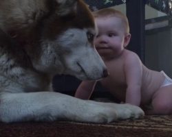 (Video) Baby and Husky Show One Another Love in Most Adorable Fashion…