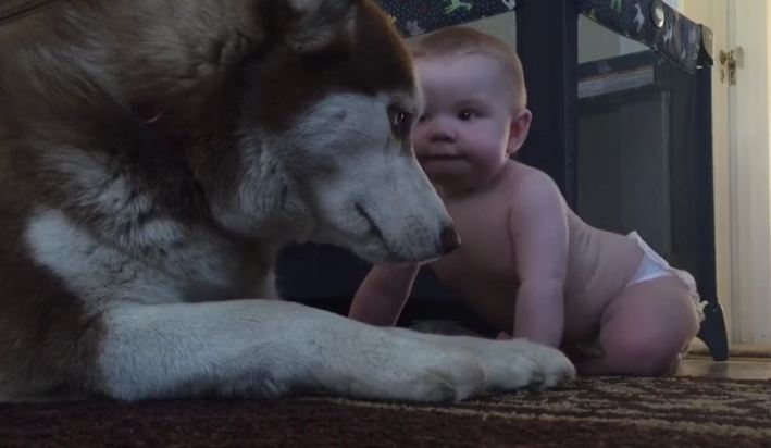 husky and baby