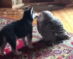 (Video) Snowy Owl and Husky Puppy are the Best of Friends!