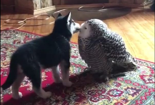 husky and owl