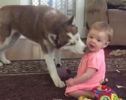 (Video) She Smacks the Big Husky With Her Toy. How the Dog Reacts? Priceless.