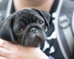 Three Flat Faced Pooches Who Don’t Fare Well in the Heat and Why This is the Case