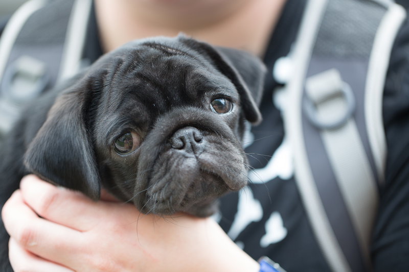 little black pug puppy