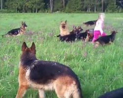 (Video) Little Girl Has a Blast Playing With 14 Dogs in a Magical Field
