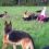 (Video) Little Girl Has a Blast Playing With 14 Dogs in a Magical Field