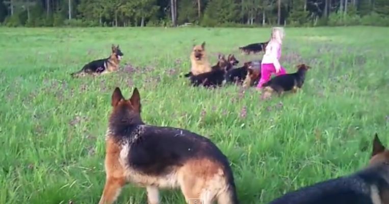 little girl and dogs