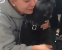 (Video) Try not to Cry While Watching This Tearful Reunion of a Missing Dog and Owner