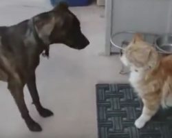 (Video) This Happy Pooch Goes Out of This World Crazy While Trying to Prompt a Furry Feline to Play With Him