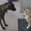 (Video) This Happy Pooch Goes Out of This World Crazy While Trying to Prompt a Furry Feline to Play With Him