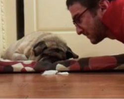 (Video) This Family’s Pug is Blind, But Watch Their Special Way of Waking Him Up…