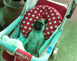 (Video) Pug Puppy Lies in Eternal Bliss While Sleeping Away in a Baby Stroller