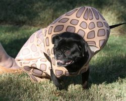 Greater Manchester’s First Pug Festival is Coming to MediaCityUK and We’re Excited!