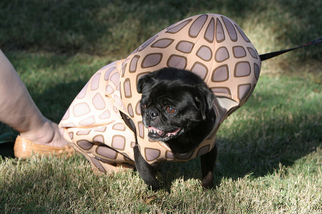 pugfest pug costume