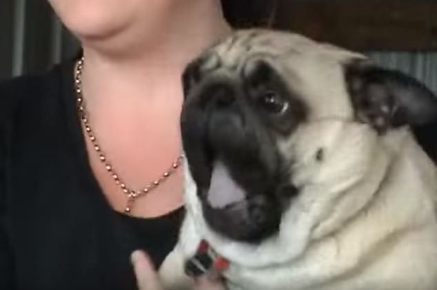 pug-freaks-out