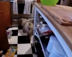(Video) This Owner’s Response to Where He Finds His Pug in the Kitchen is SO Hilarious!