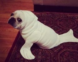 The Uncanny Resemblances Between a Pug and a Seal is Making Us Laugh Non-Stop!