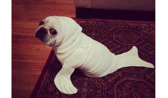 pug seal