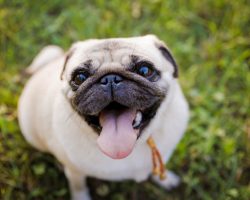 Common Skin Conditions in Pugs We Need to be Aware Of
