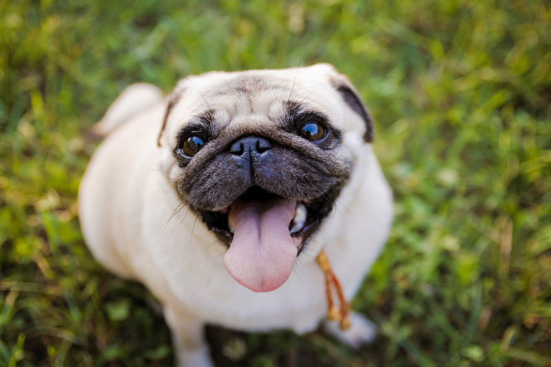 pug smiling in grass