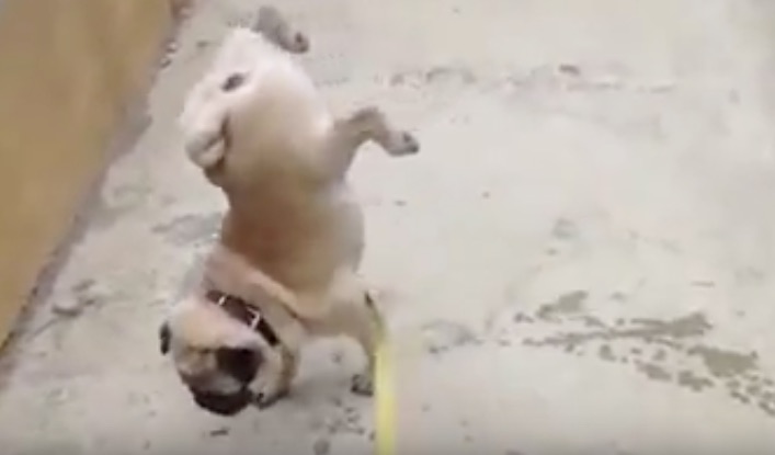 pug with legs up