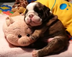(Video) Adorable Bulldog Puppy Sleeps With a Stuffed Pig and Our Hearts Are Melting