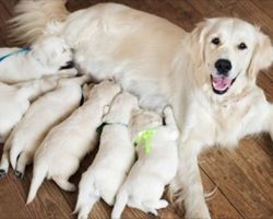 (Video) Dog Gave Birth to a New Litter of Puppies. When the Owner Looked Closer at One Puppy, She FROZE