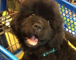 Why This Owner Chose to Buy a Dog From a Breeder Instead of a Shelter