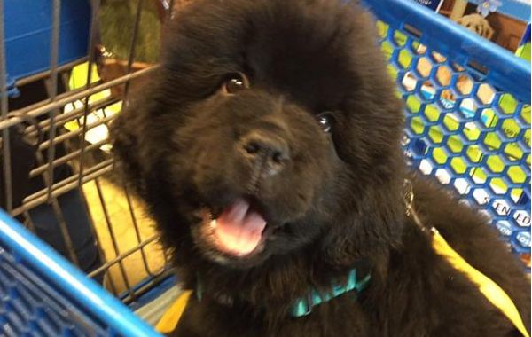 puppy in shopping cart