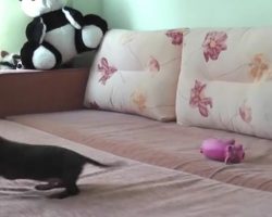 (Video) This Pup is Never Allowed on the Bed. When Mom Finally Says Yes? This Joyous Moment is the BEST!