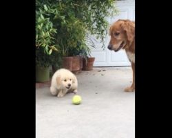 (Video) Ecstatic Puppy Has Super Short Attention Span and it’s a Riot