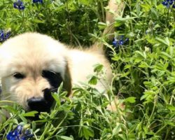 Dog With Rare Condition Has Most Adorable Markings on His Face