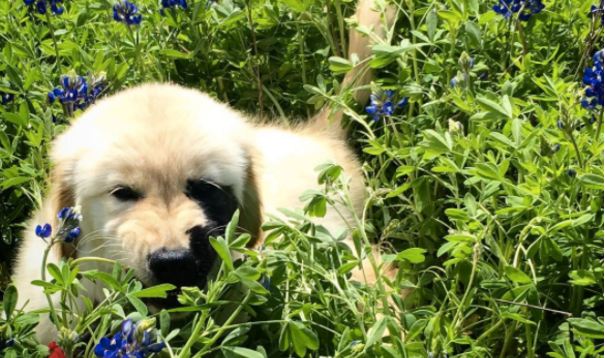 puppy with rare condition