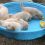 (Video) Adorable 5-Week-Old Golden Retriever Puppies Are Not Very Thrilled When THIS Happens…