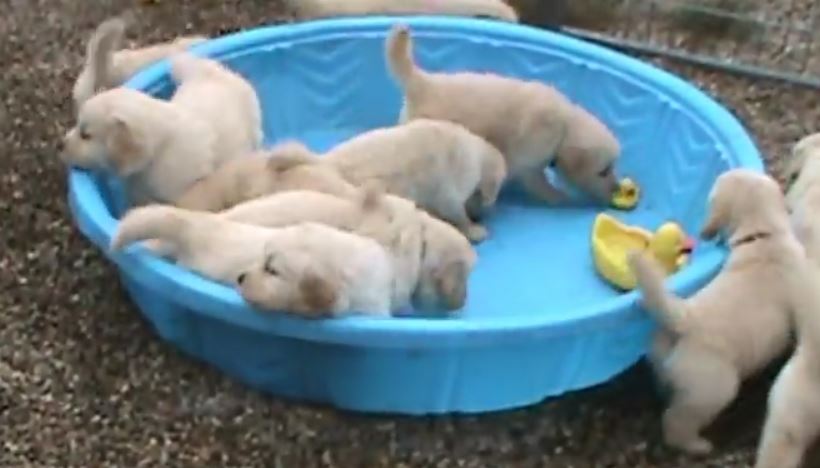 pups in a pool