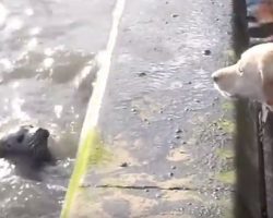 (Video) This Seal and Dog Play a Game. Just How Incredible This Is? I Still Can’t Believe It!