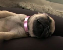(Video) Watch a Puppy Enjoy Her Nap so Much That She Farts — LOL!