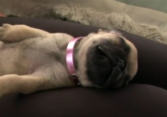 sleeping pug