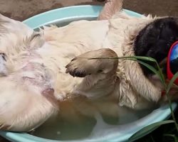 (Video) Happy Pug is Snoring Away in the Sunshine. When He Suddenly Wakes Up? ROFL!