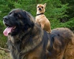 7 Pictures That Prove That the Bigger the Doggy… the Better!