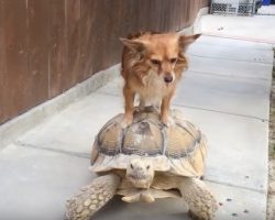 (Video) This Doggy Got Tired of Walking. Her Creative Solution? Genius!