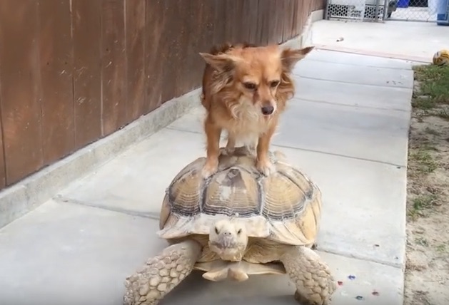 turtle ride
