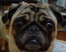 (Video) When This Pug Gets Lectured, How He Responds is Heartbreaking!