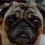(Video) When This Pug Gets Lectured, How He Responds is Heartbreaking!