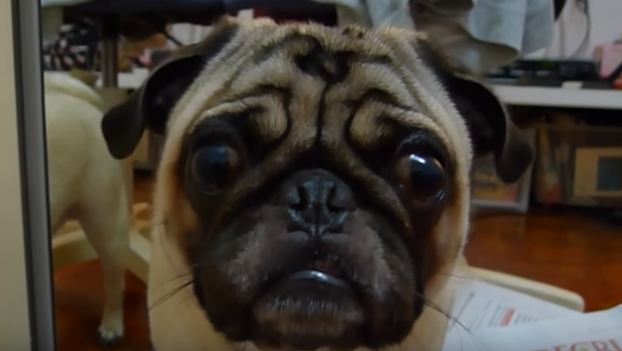 unhappy pug