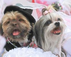 These Dogs Got Married After a Year of Dating and it Was Pure Perfection